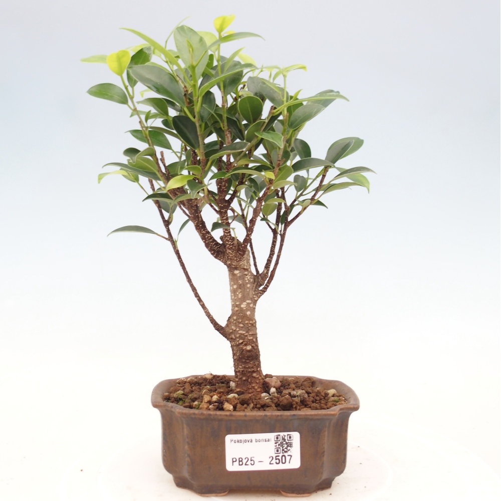 Camera bonsai Ficus retusa kimmen