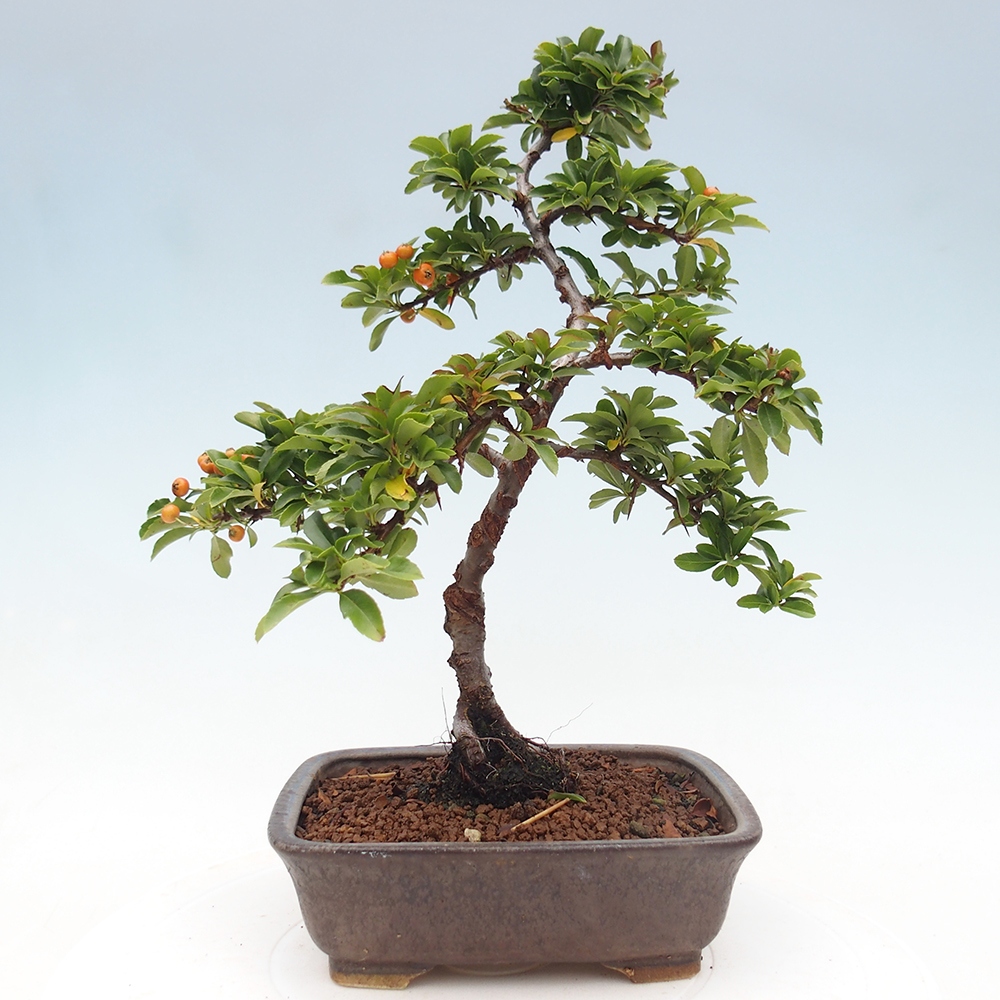 Bonsai da esterno-Pyracantha Teton -Hlox