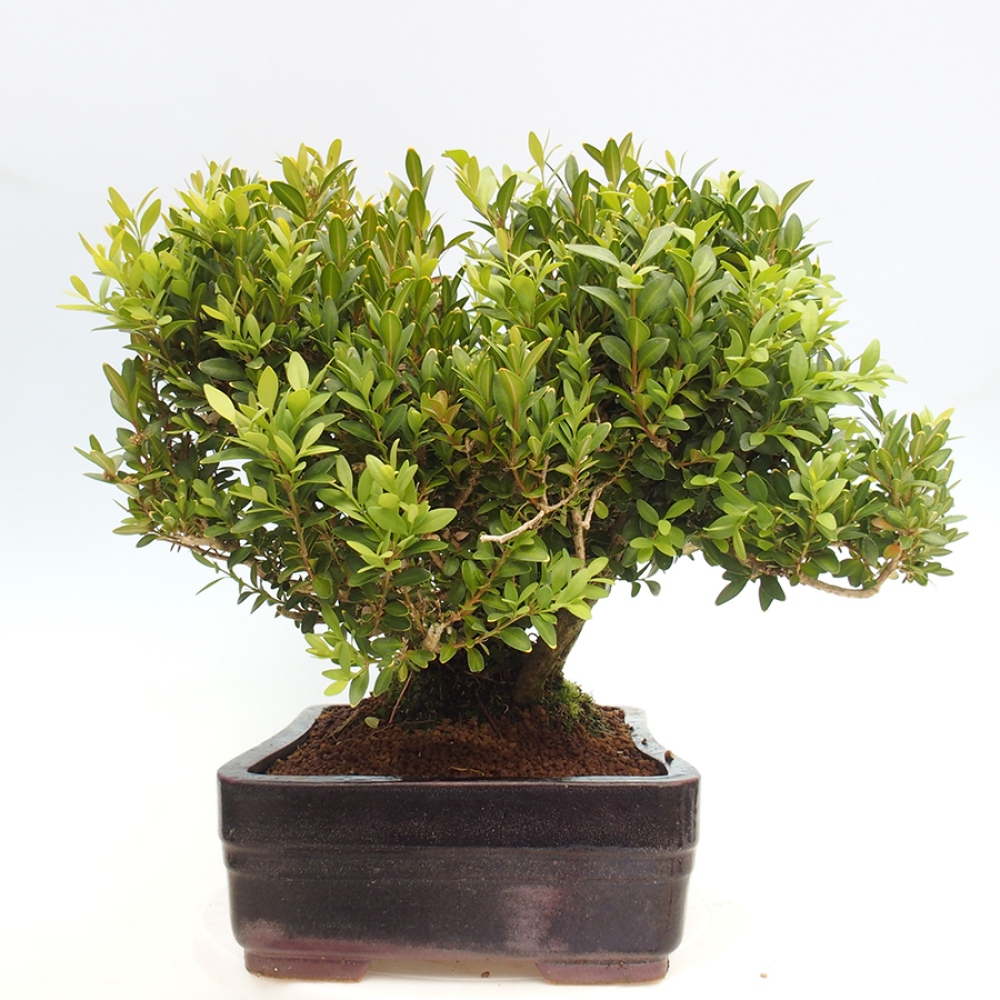 Bonsai da esterno - Buxus sempervirens - bosso
