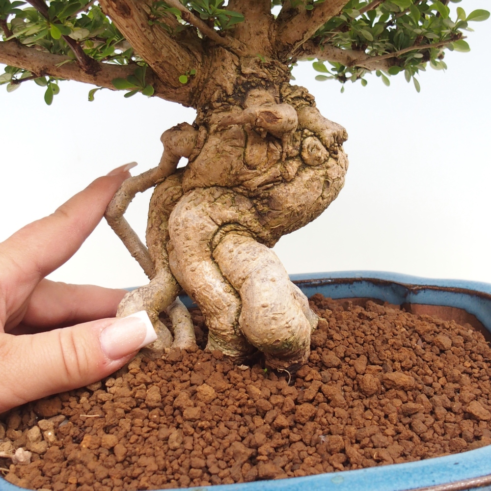 Bonsai da esterno - Berberis coreana
