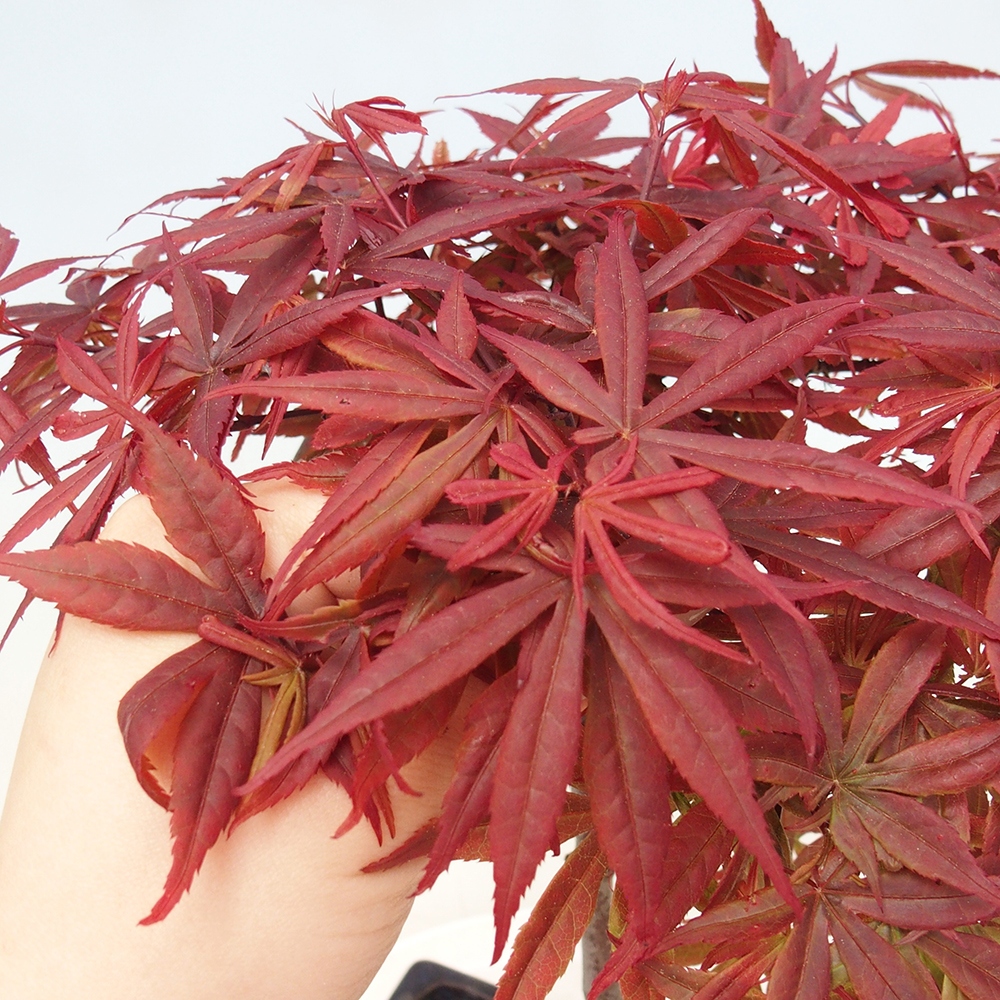Bonsai da esterno - Palma Acer. Atropurpureum-Javor palmate