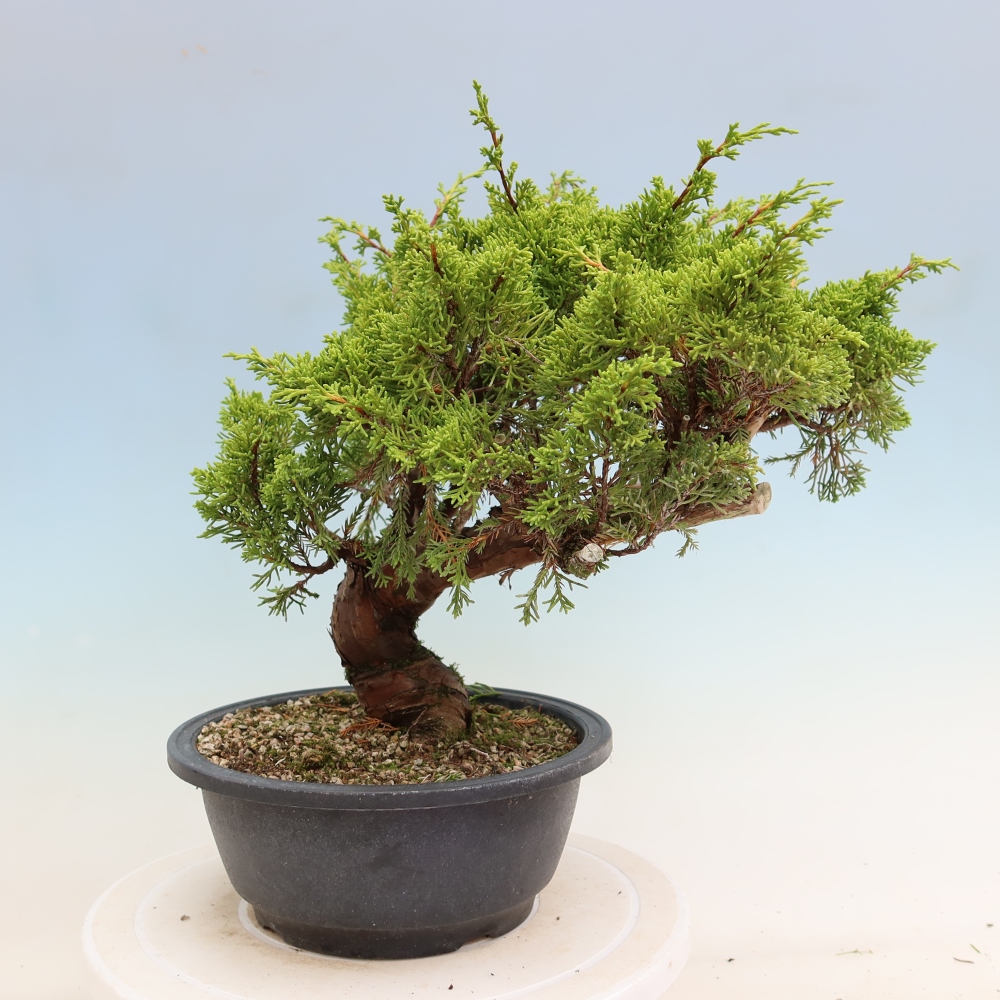 Bonsai da esterno - Juniperus chinensis Itoigawa-Juniperus chinensis