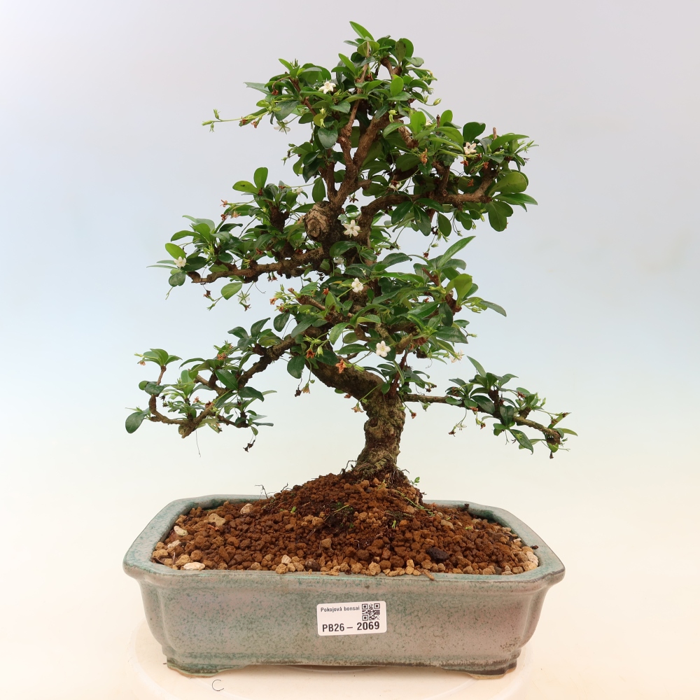 Camera bonsai - Carmona macrophylla - Tea fuki