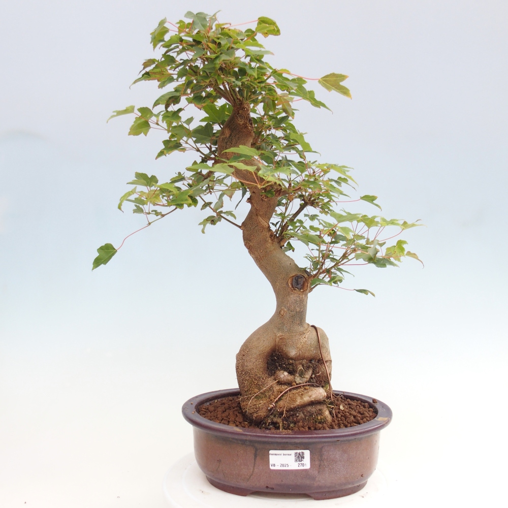 Bonsai da esterno - Acer Buergerianum - Acero di Burger