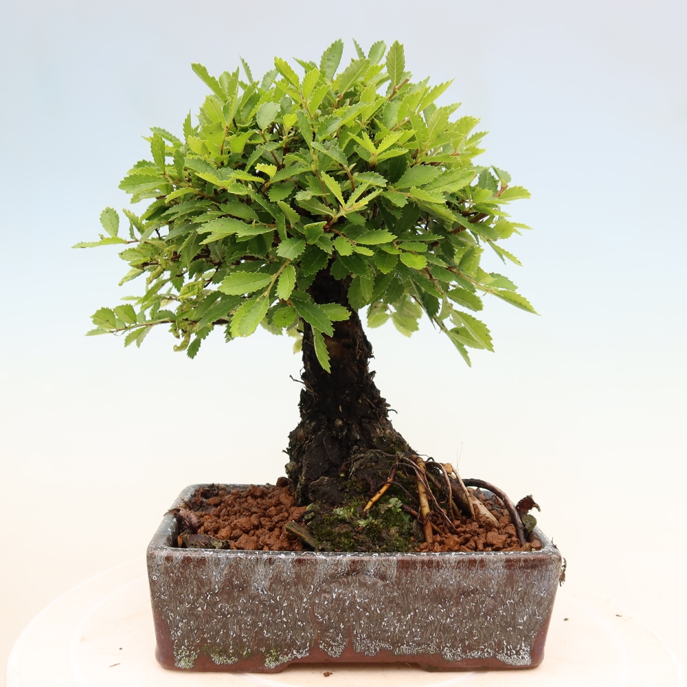 Bonsai da esterno - Zelkova - Zelkova NIRE