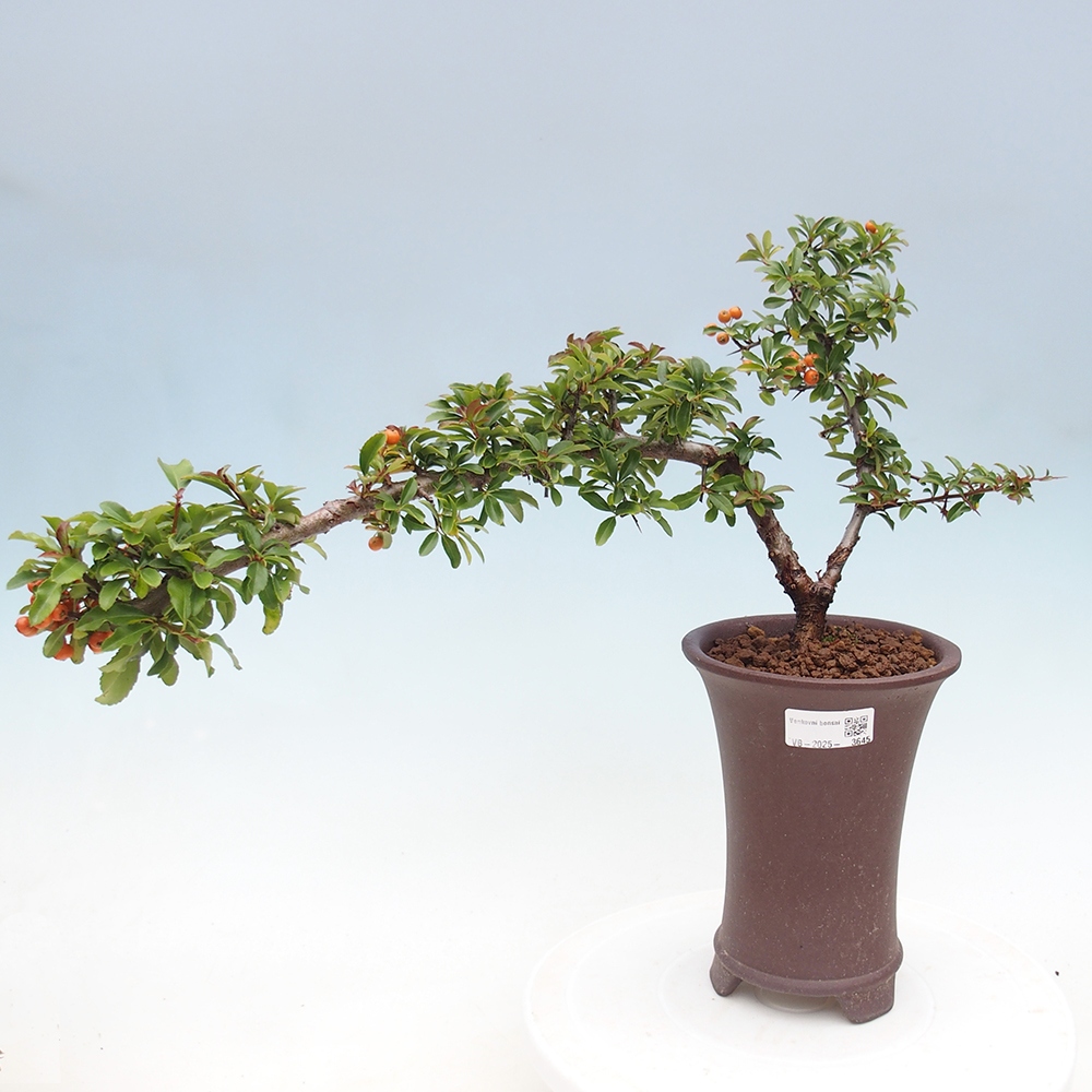 Bonsai da esterno-Pyracantha Teton -Hlox