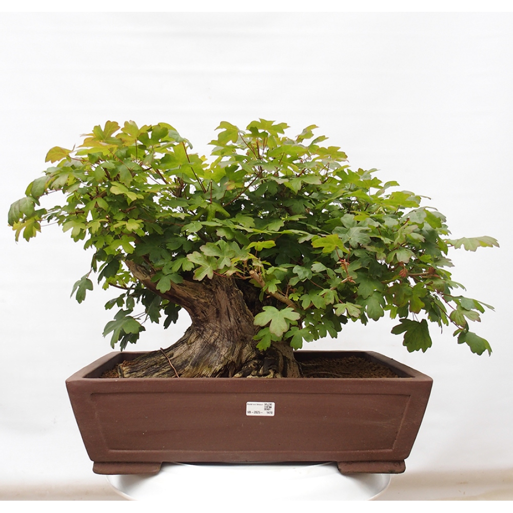 Bonsai da esterno -Javor babyka - Acer campestre