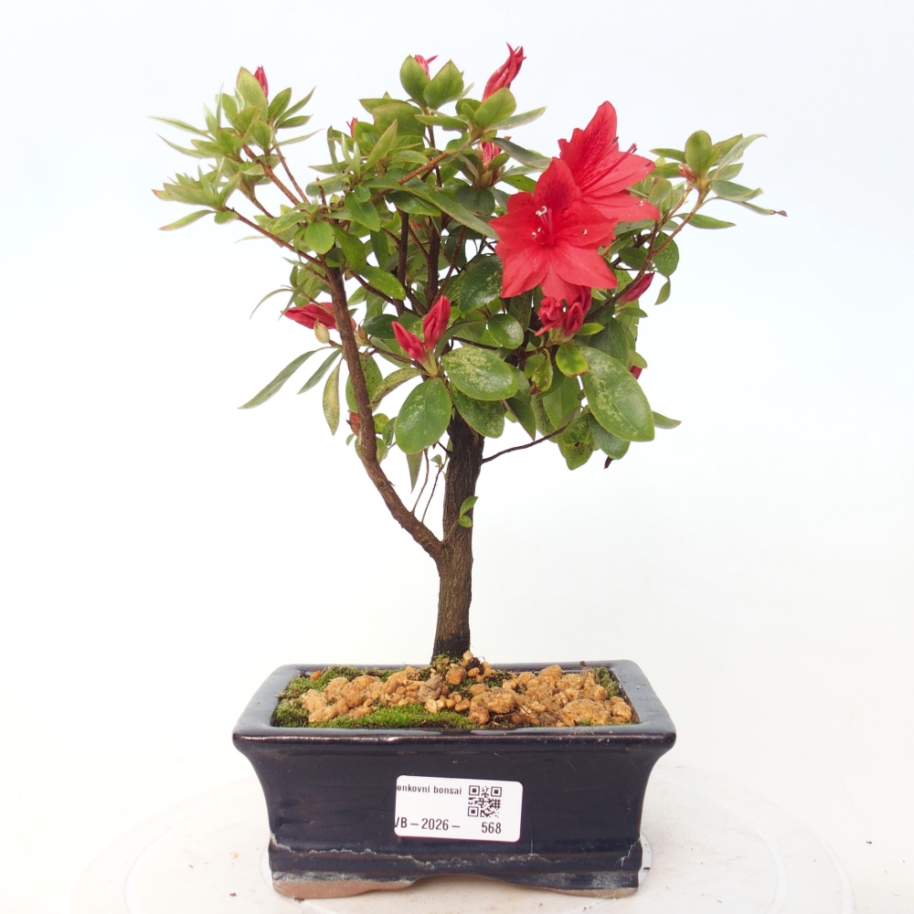 Bonsai da esterno - Azalea giapponese - Azalea sp.