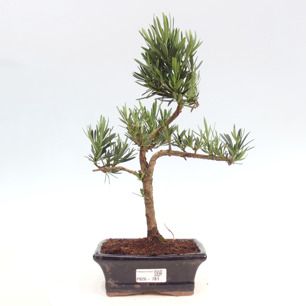 Camera bonsai - Podocarpus - Tasso delle pietre