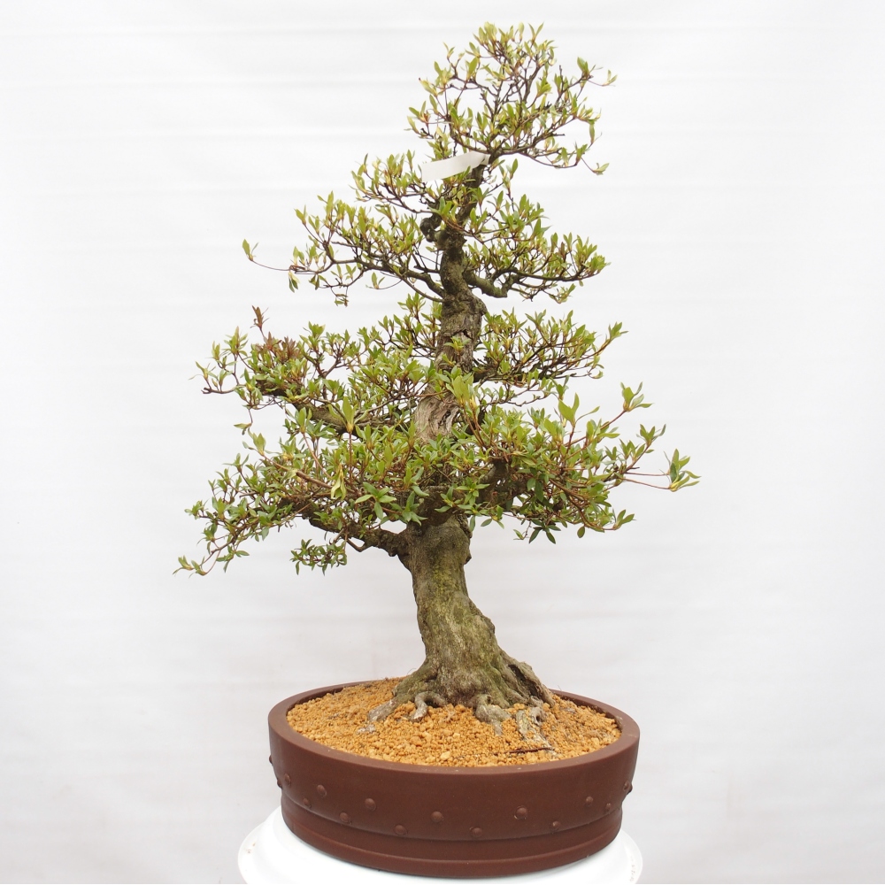 Bonsai da esterno - Azalea giapponese - Azalea Kotobukietsu
