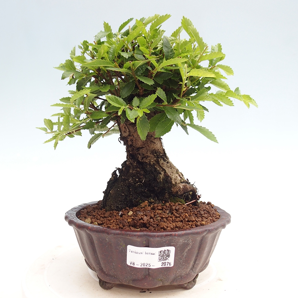 Bonsai da esterno - Zelkova - Zelkova NIRE
