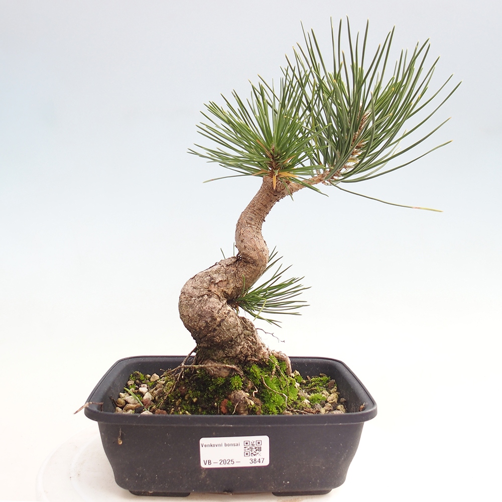 Bonsai da esterno - Pinus thunbergii - Pino di Thunberg