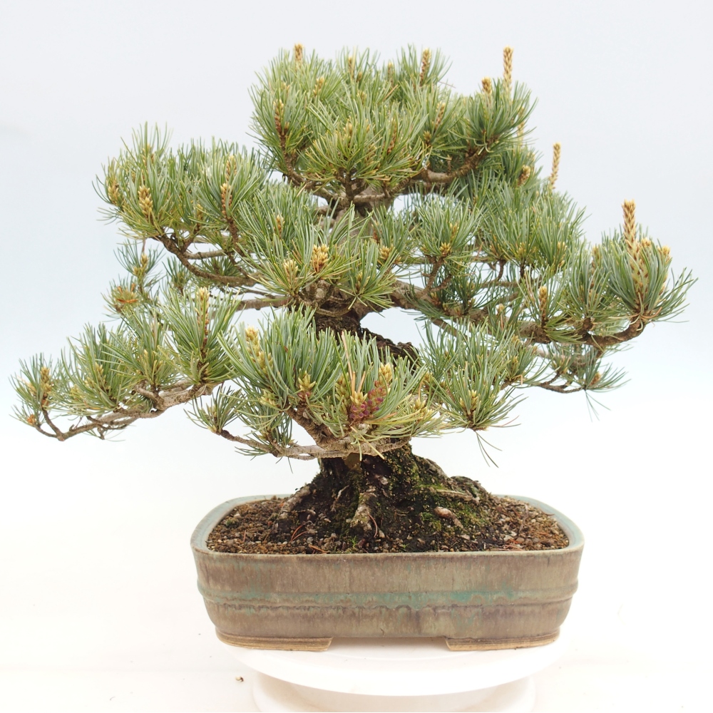 Bonsai da esterno - Pinus parviflora - Pinus parviflora