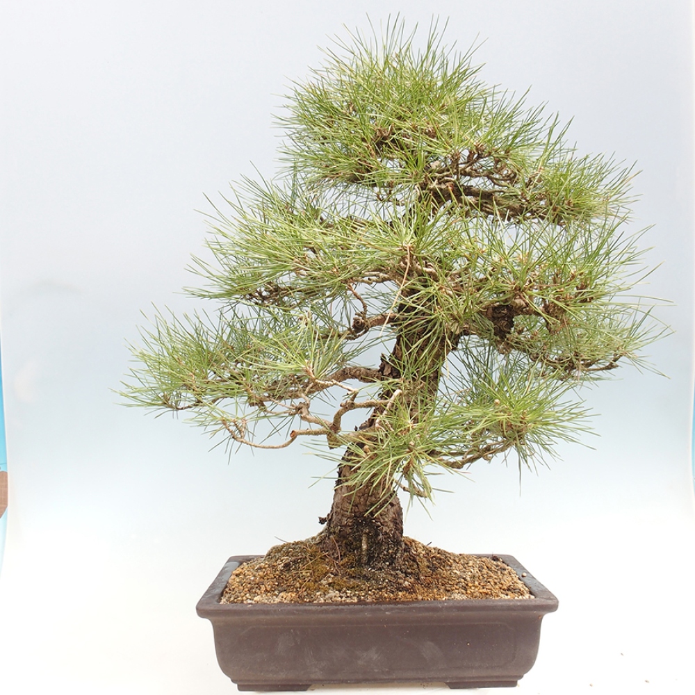 Bonsai da esterno - Pinus thunbergii - Pino di Thunberg