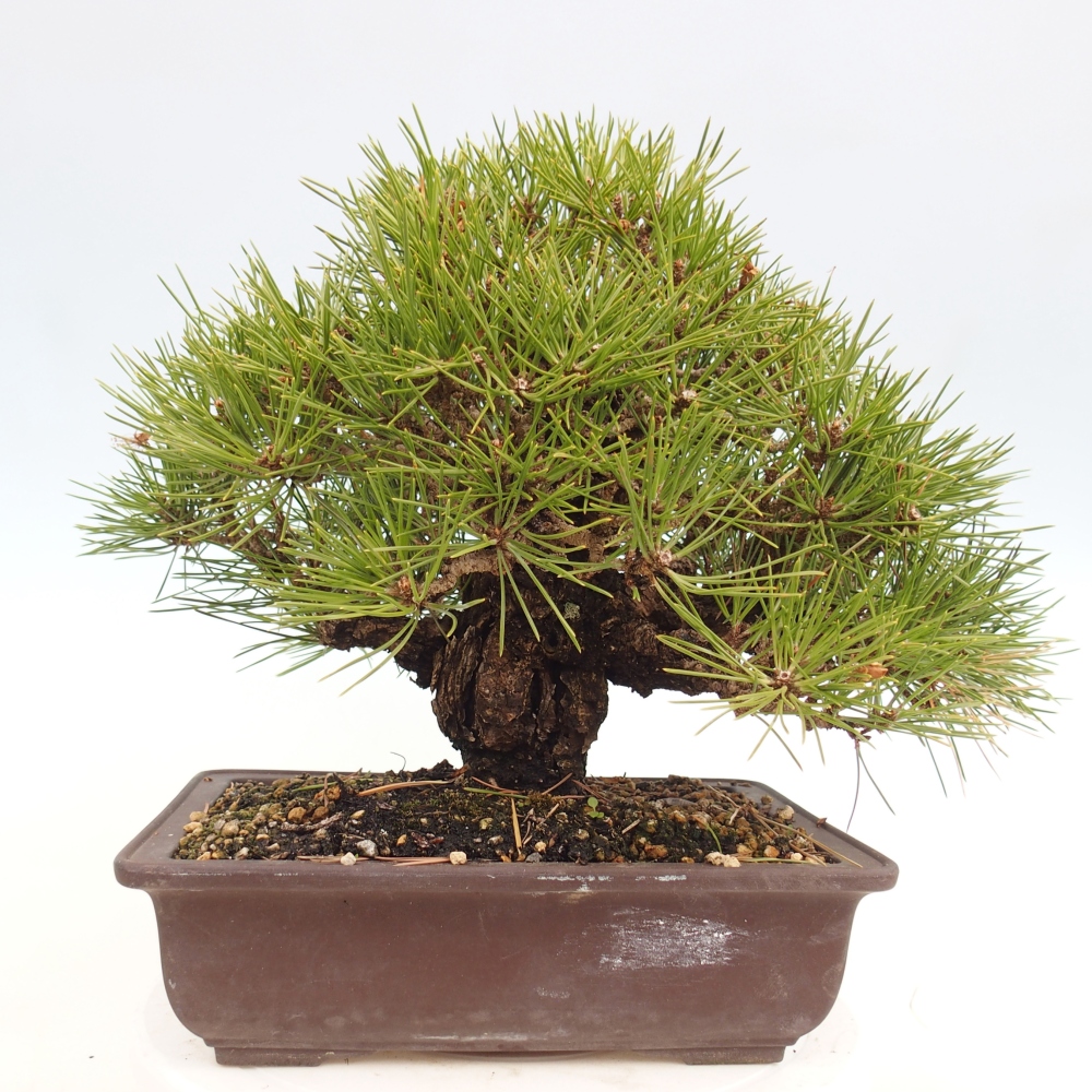 Bonsai da esterno - Pinus thunbergii - Pino di Thunberg