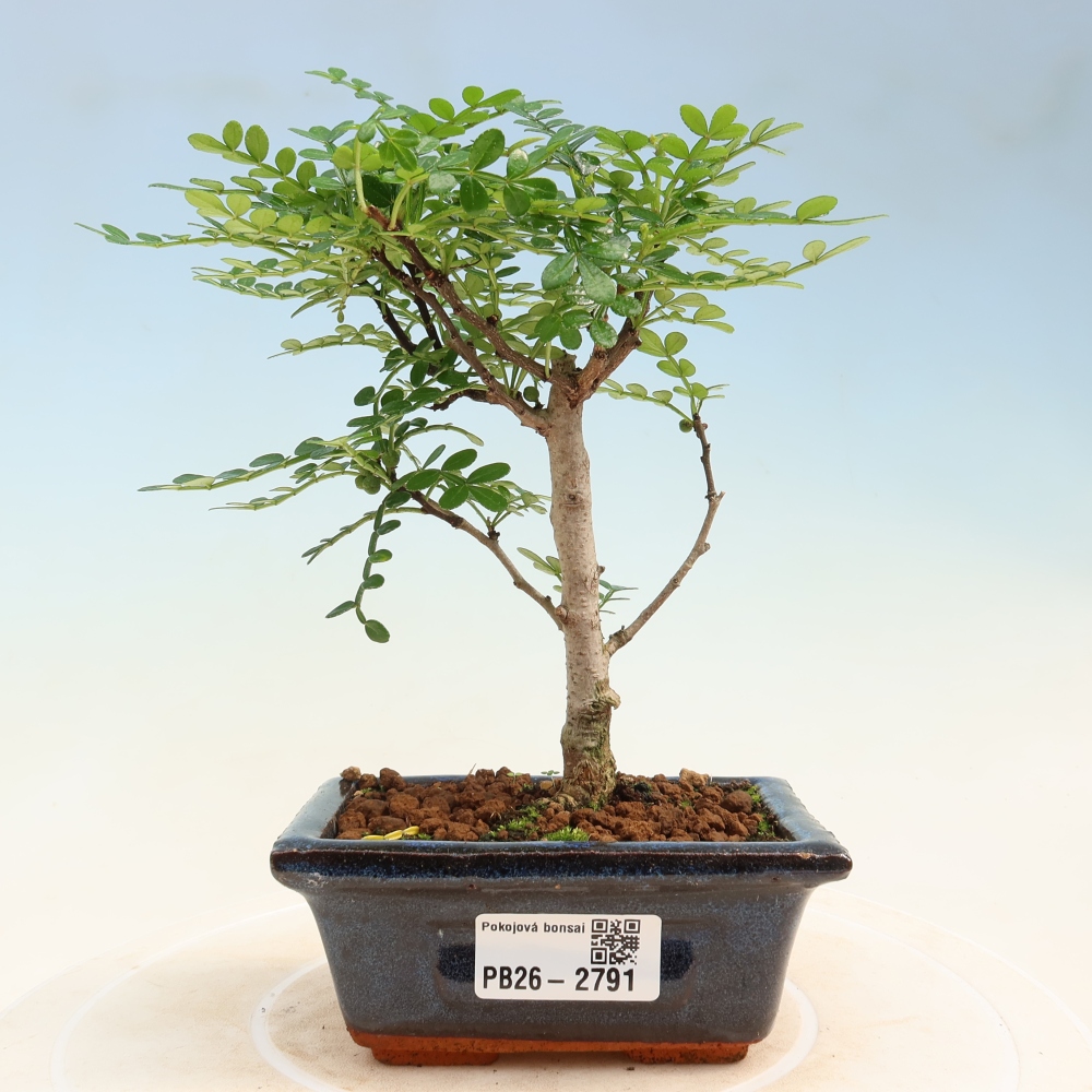 Camera bonsai - Zantoxylum piperitum - albero del pepe