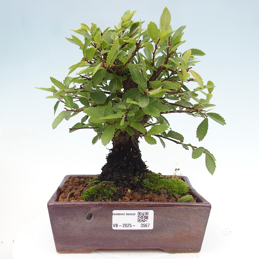Bonsai da esterno - Zelkova - Zelkova NIRE