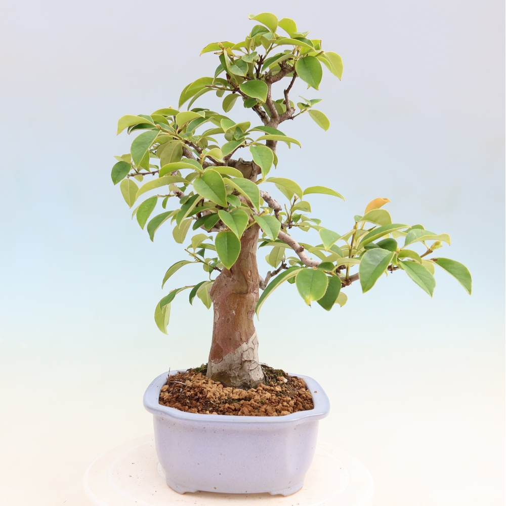 Bonsai da esterno - Pseudocydonia sinensis - Cotogno cinese