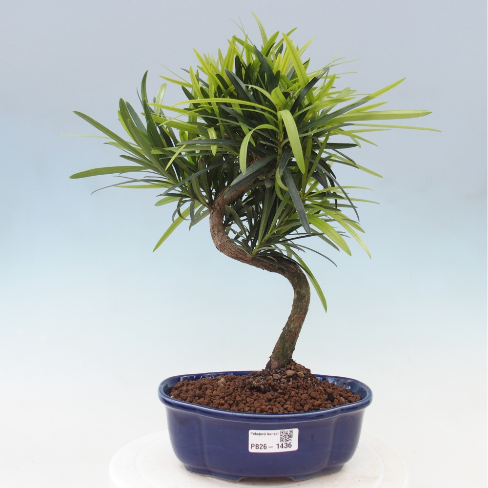 Camera bonsai - Podocarpus - Tasso delle pietre