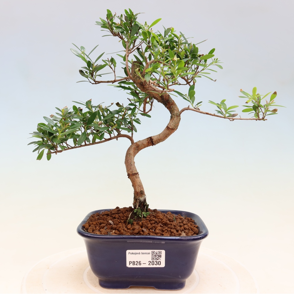 Camera bonsai - Syzygium - Pimento