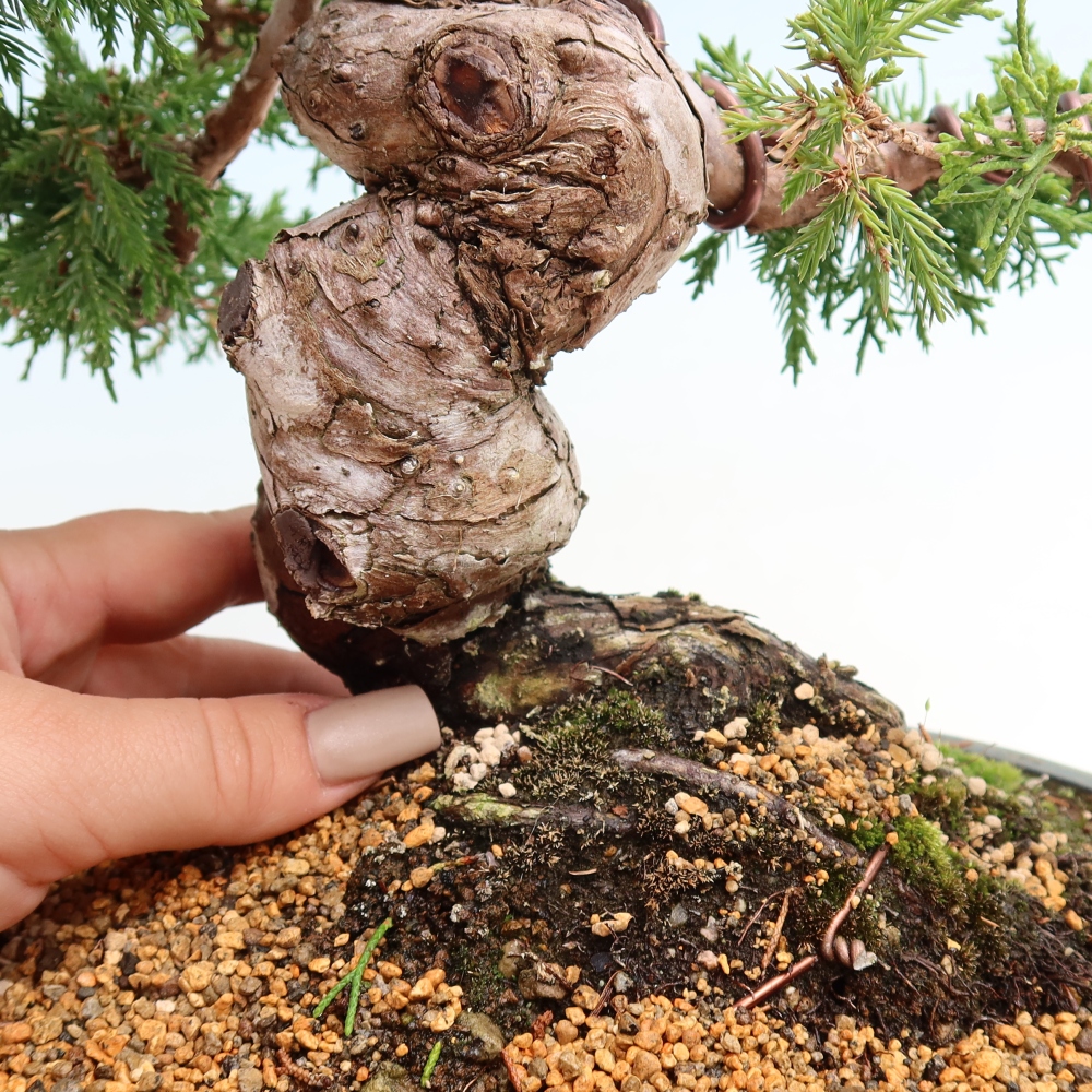 Bonsai da esterno - Juniperus chinensis Itoigawa-Juniperus chinensis