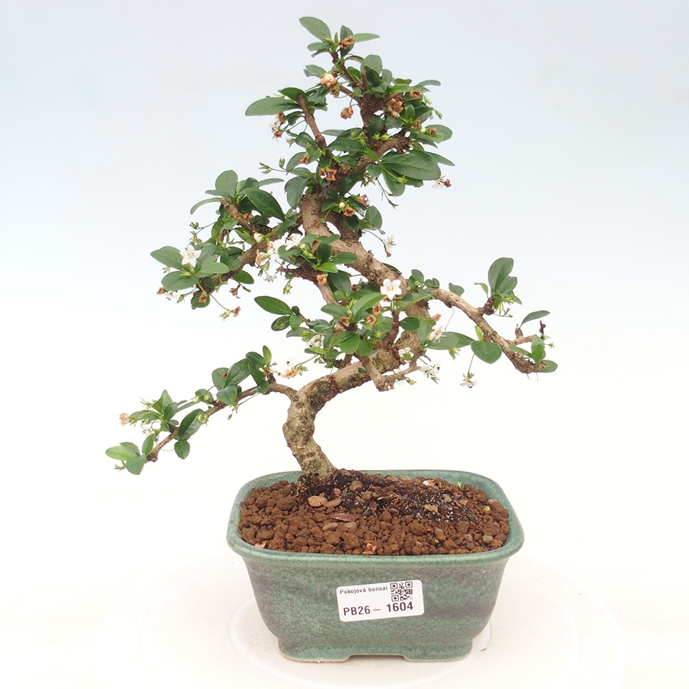 Camera bonsai - Carmona macrophylla - Tea fuki