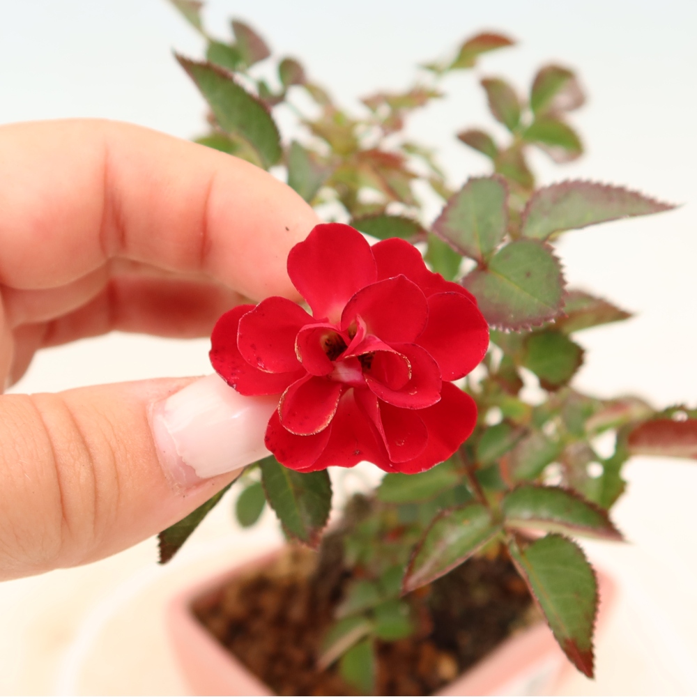 Bonsai da esterno - Rosa Kordes - rosa