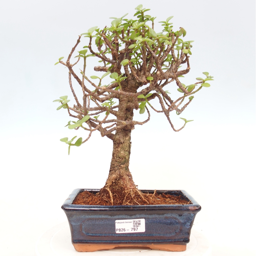 Camera bonsai - Portulakaria Afra - Tlustice