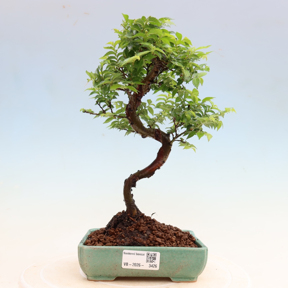 Bonsai da esterno - Ulmus Jacqueline Hillier - Olmo magnifico