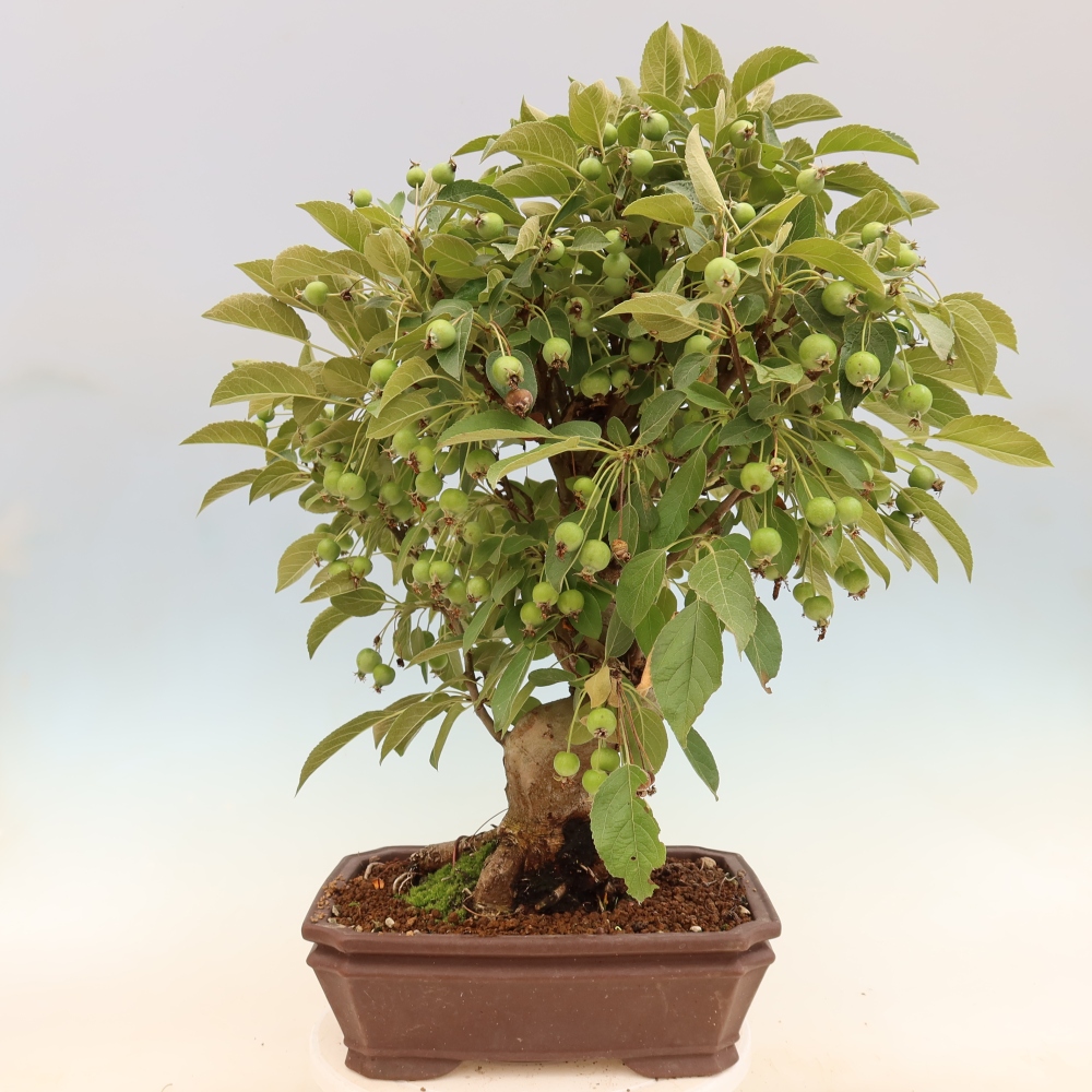 Bonsai da esterno -Malus halliana - Melo a frutto piccolo
