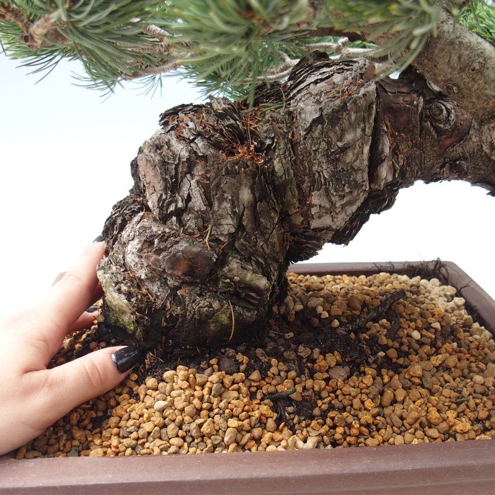 Bonsai da esterno - Pinus parviflora - Pinus parviflora