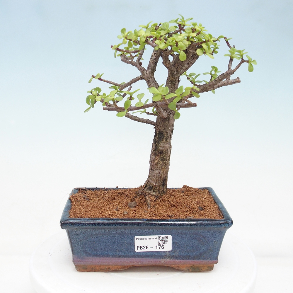 Camera bonsai - Portulakaria Afra - Tlustice