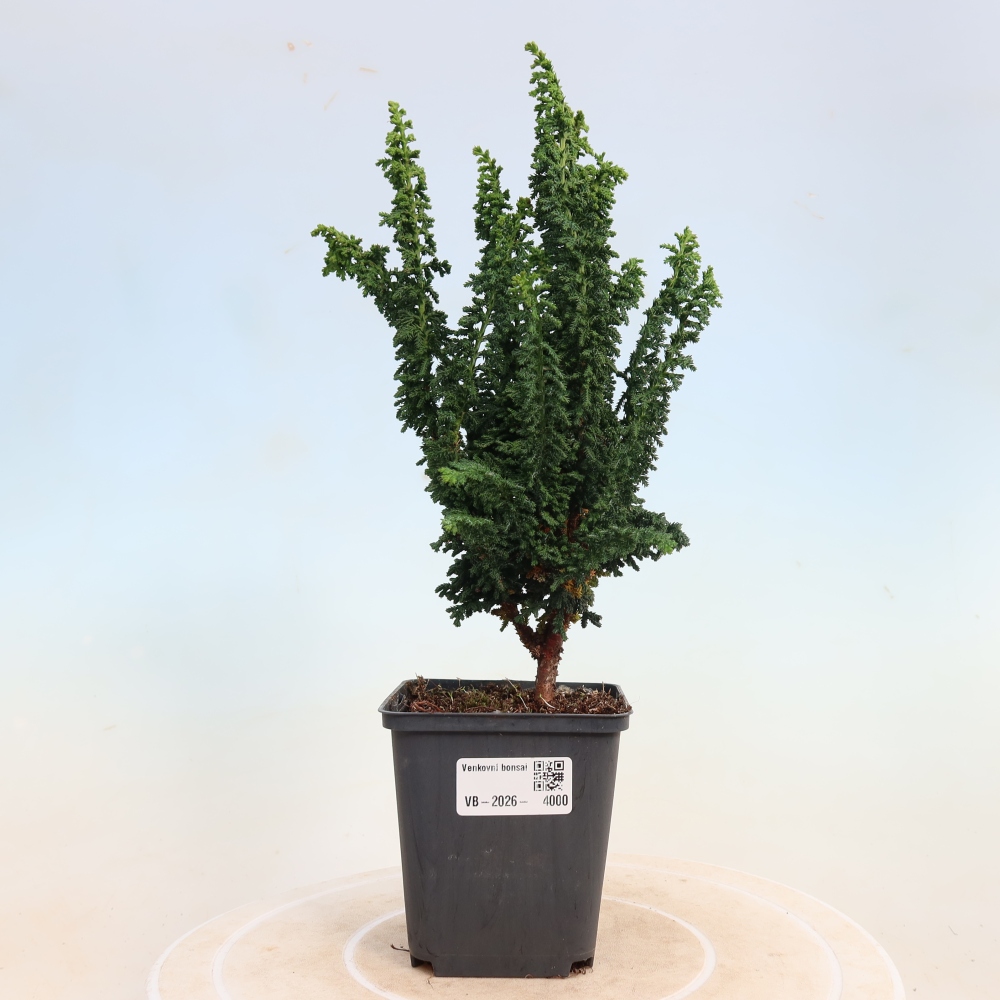 Bonsai da esterno - Cham. obtusa SEKKA HINOKI - Cipresso