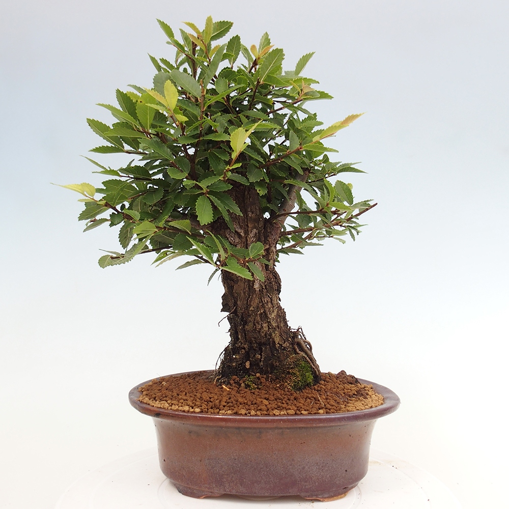 Bonsai da esterno - Zelkova - Zelkova NIRE