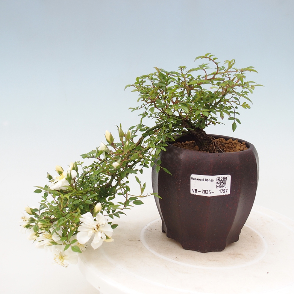 Bonsai da esterno - Rosa Sea Foam - rosa