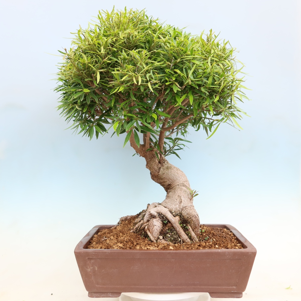 Camera bonsai - Ficus nerifolia - ficus a foglie piccole