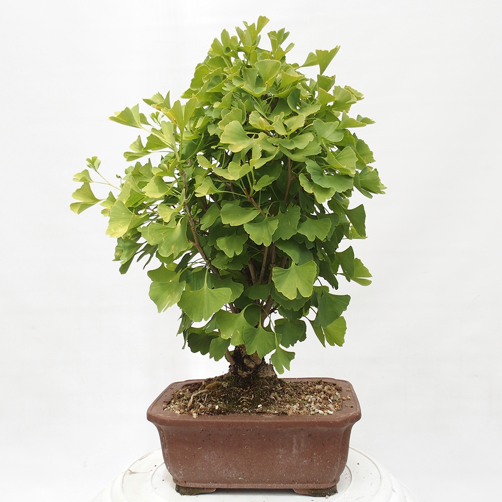 Bonsai da esterno - Ginkgo biloba - Ginkgo biloba