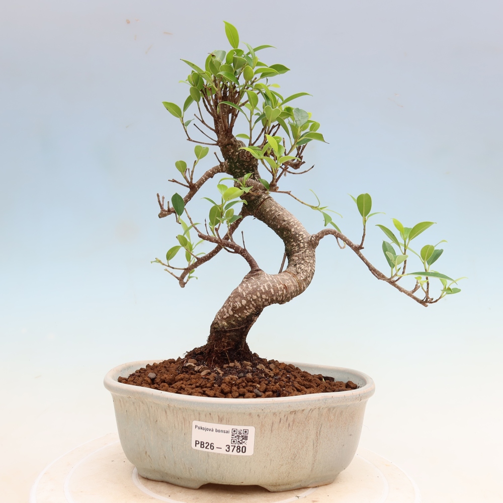 Camera bonsai - Ficus kimmen - ficus a foglie piccole