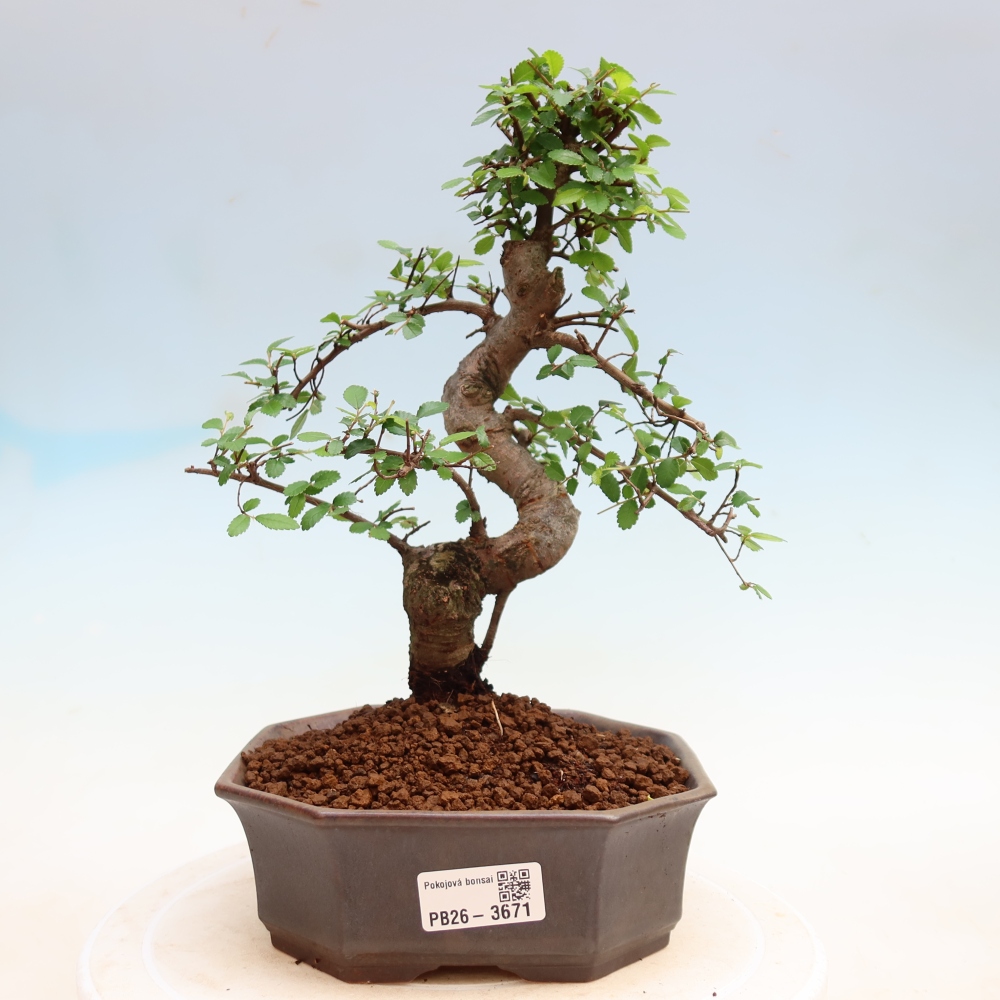 Camera bonsai - Ulmus parvifolia - Olmo a foglie piccole