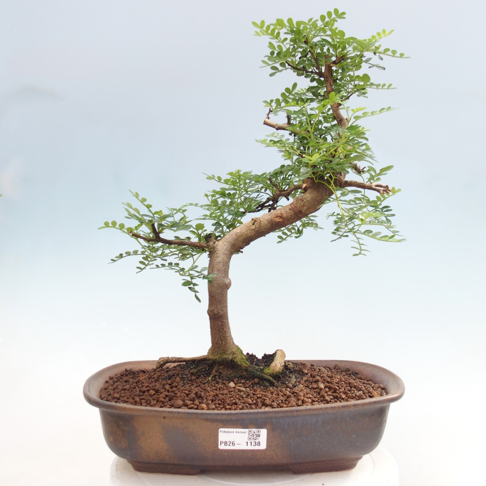 Camera bonsai - Zantoxylum piperitum - albero del pepe
