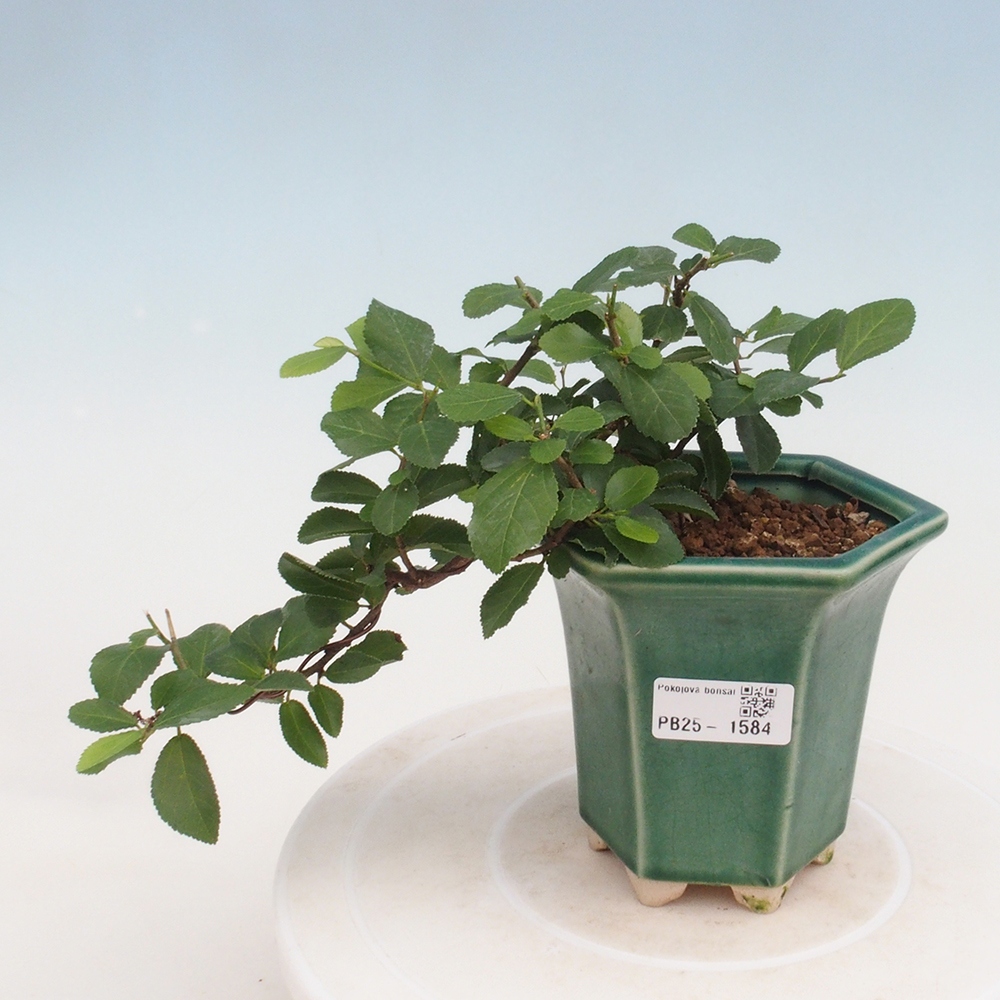 Bonsai da interno - Grewia occidentalis - Stella marina della lavanda