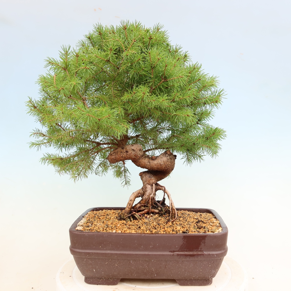 Bonsai da esterno - Abete rosso - Picea glauca globo