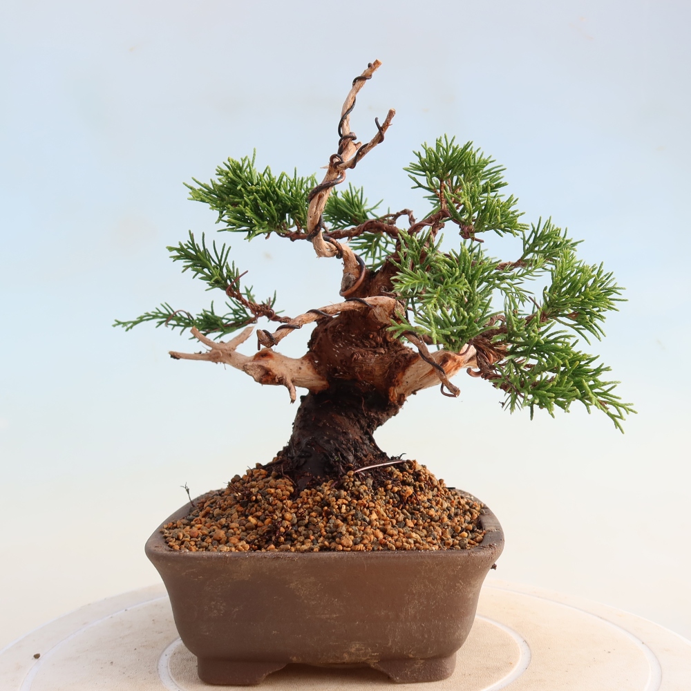 Bonsai da esterno - Juniperus chinensis Itoigawa