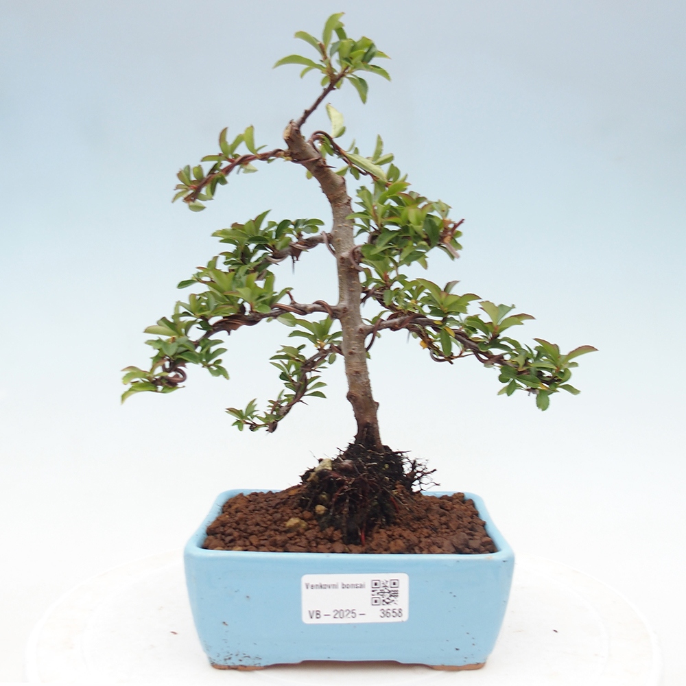 Bonsai da esterno-Pyracantha Teton -Hlox
