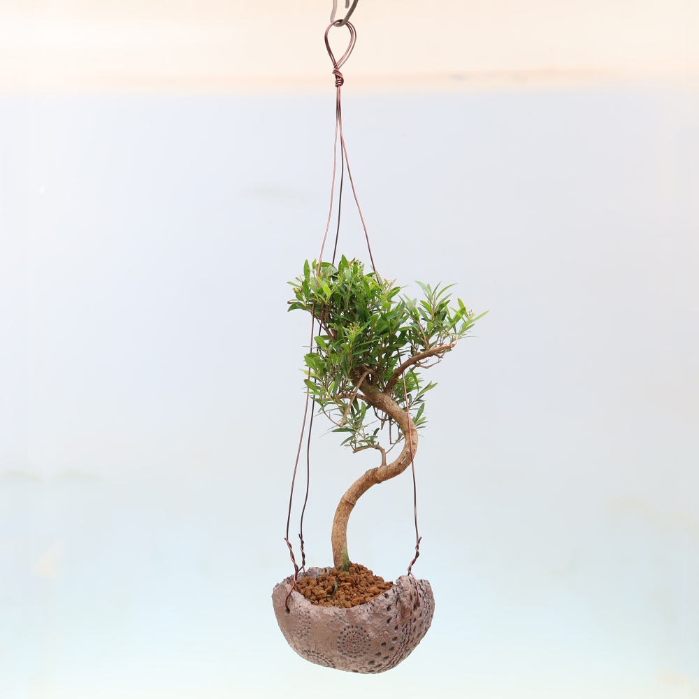 Kokedama in ceramica -Syzygium - Albero del pimento