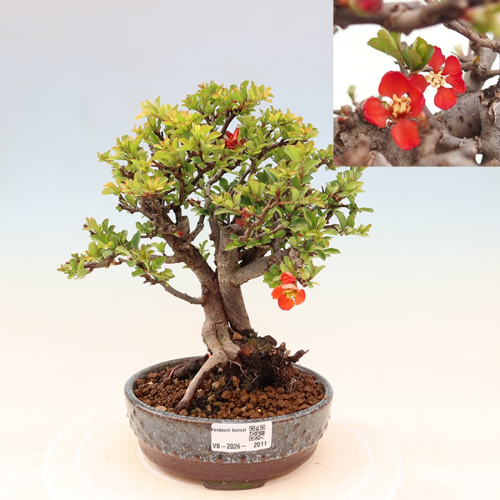 Bonsai da esterno - Chaneomeles speciosa Chojubai