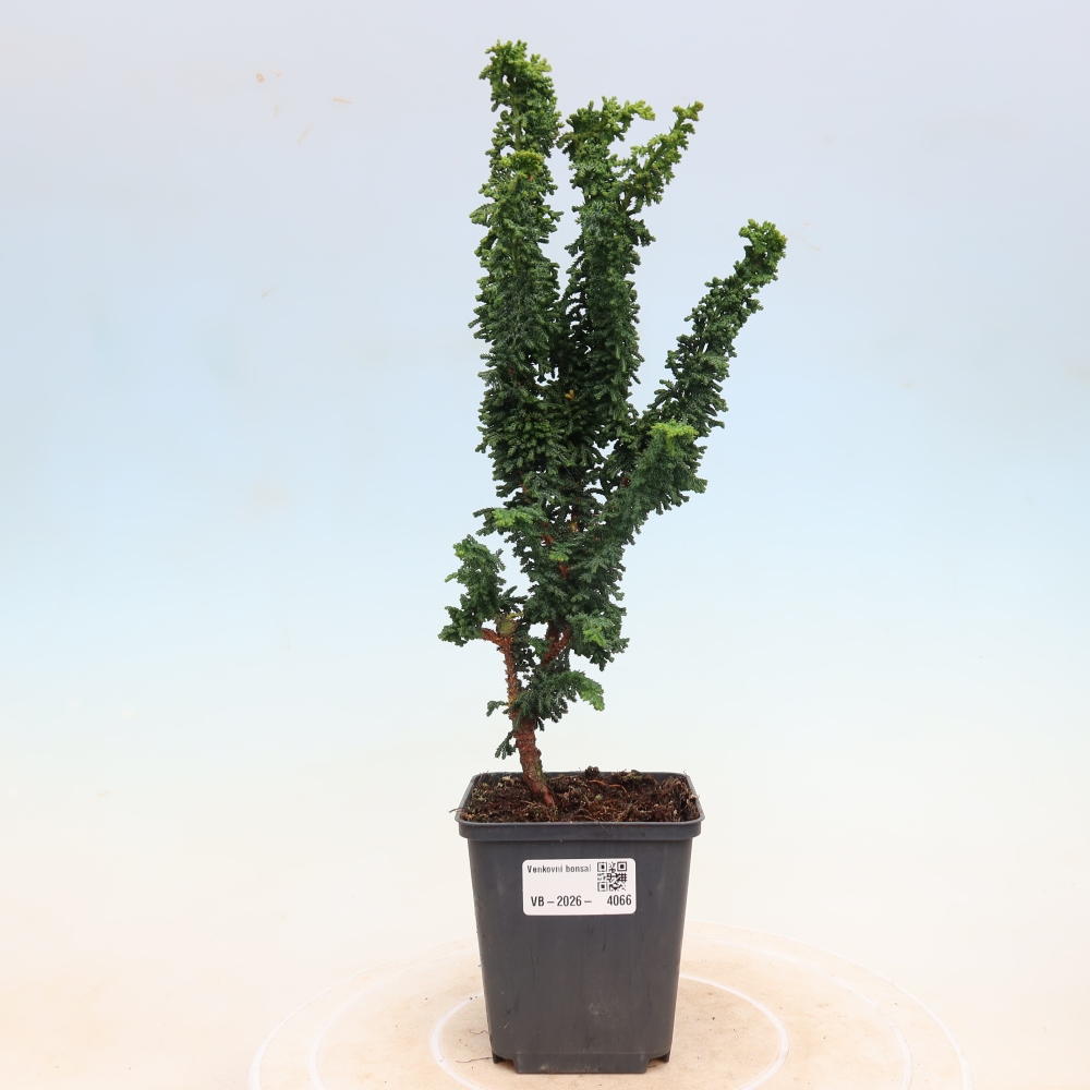 Bonsai da esterno - Cham. obtusa SEKKA HINOKI - Cipresso