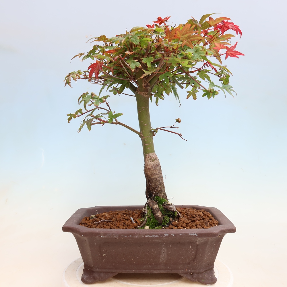 Bonsai da esterno - Acer palmatum DESHOJO