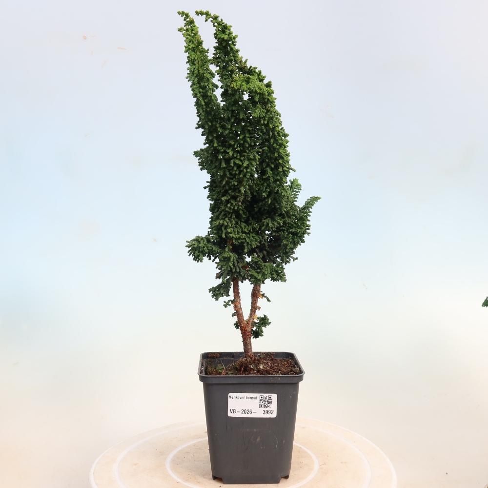 Bonsai da esterno - Cham. obtusa SEKKA HINOKI - Cipresso