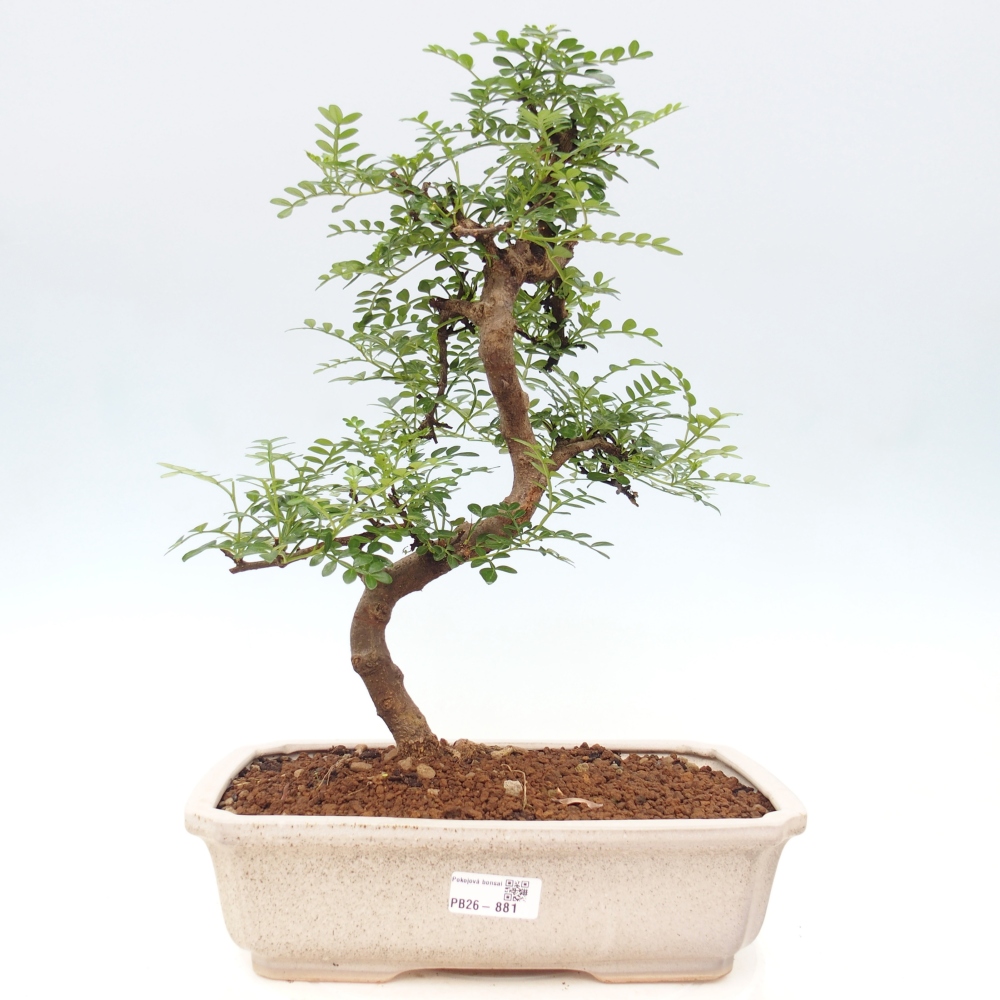 Camera bonsai - Zantoxylum piperitum - albero del pepe